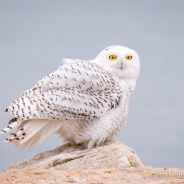 Snowy Owl Arrival