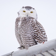 Dark Snowy Owl