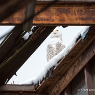 Snowy Owl Flight