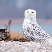 Snowy Owl Take Two