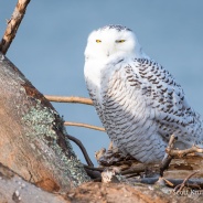 Snowy Owl Snooze