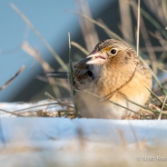 Grasshopper Sparrow