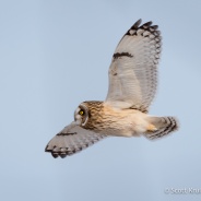 Short-eared Owl