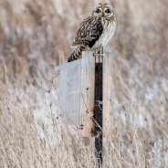 Short-eared Owl Camouflage