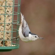 National Bird Feeding Month