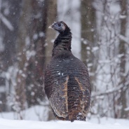 Join the Great Backyard Bird Count!