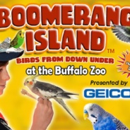 RTPI Hosts Social Meetup at the Buffalo Zoo August 20th to Explore Boomerang Island,  A Special Exhibit Showcasing the Birds of Australia