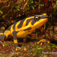 RTPI’s Twan Leenders Invited to Speak at Costa Rica’s International Herpetological Symposium IV