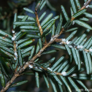 RTPI Joins the High Allegheny Hemlock Conservation Partnership to Offer Hemlock Woolly Adelgid Early Detection Training
