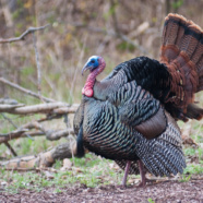 Origins of the Holiday Turkey